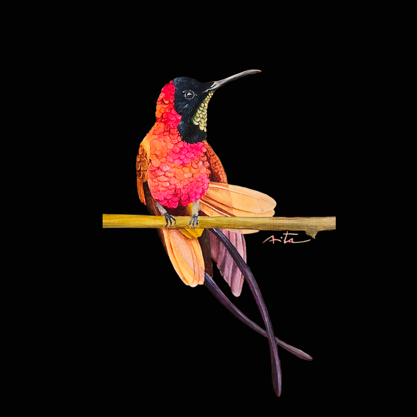Ilustraciones de aves