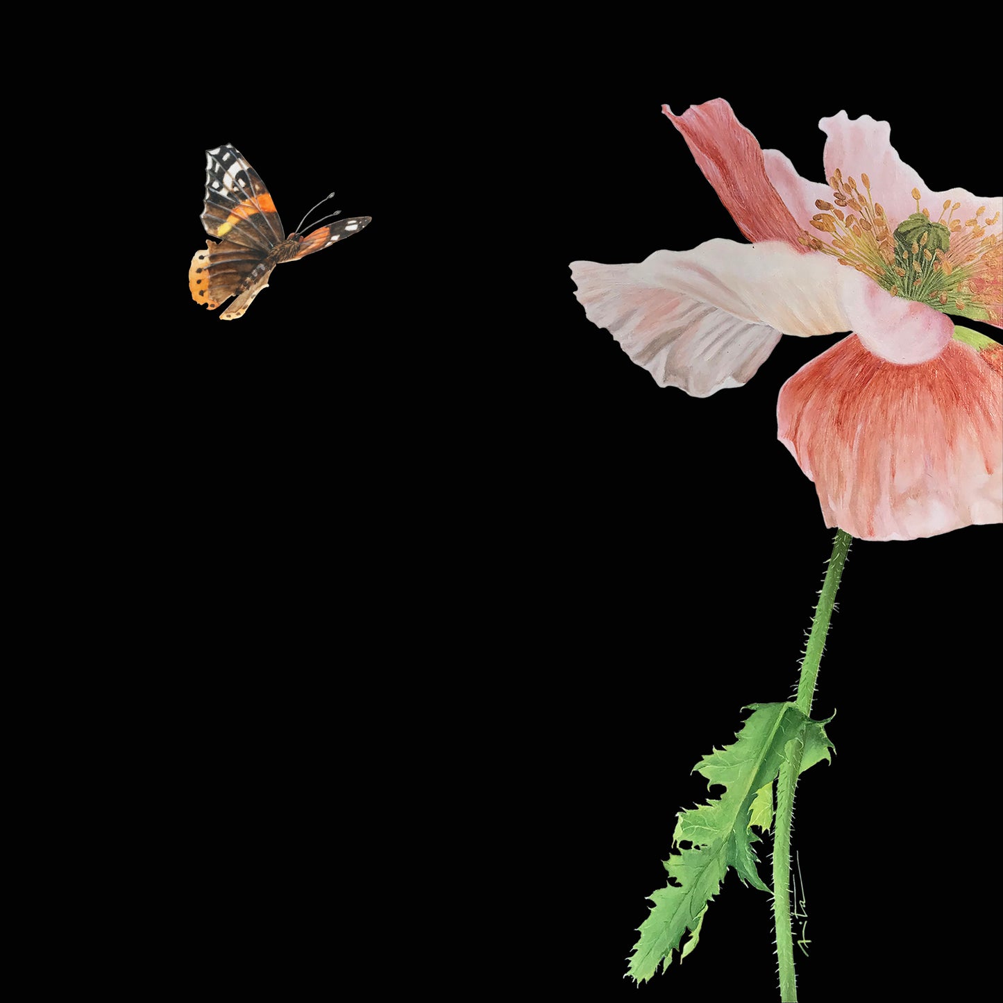 Ilustraciones Flores y Semillas