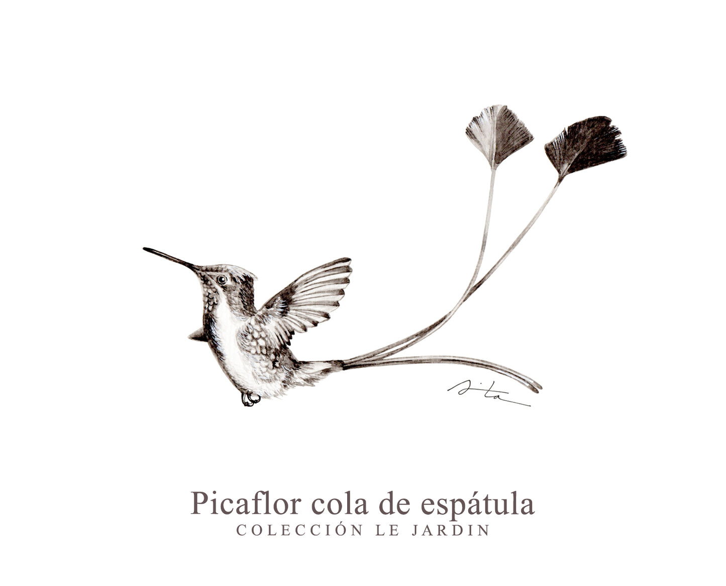 Ilustraciones colección LE JARDIN