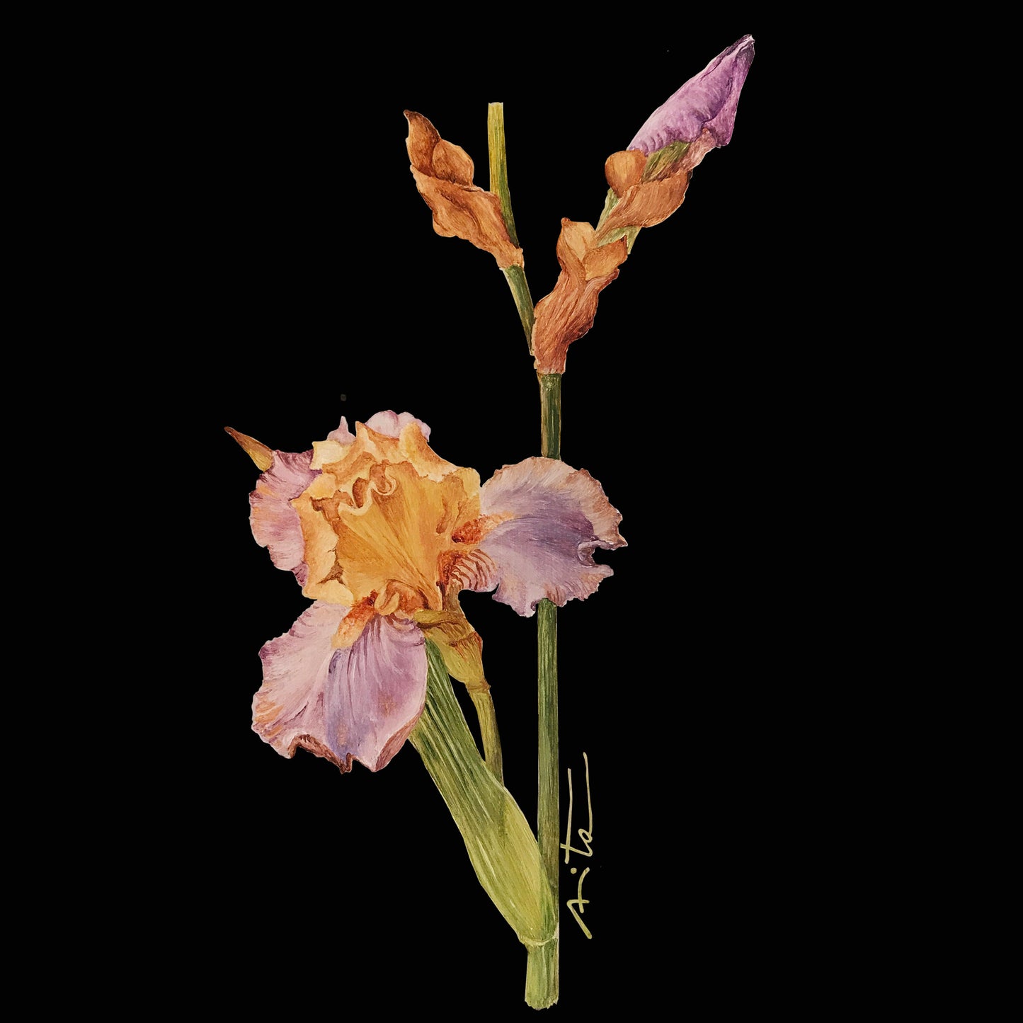 Ilustraciones Flores y Semillas